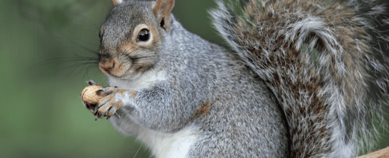 Pest Control in Dorset | Local Pest Control Services