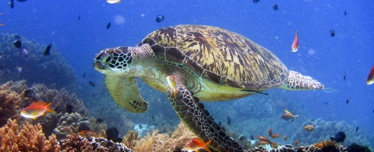 Swim with vibrant coral reefs and marine life on your Palawan expedition tour