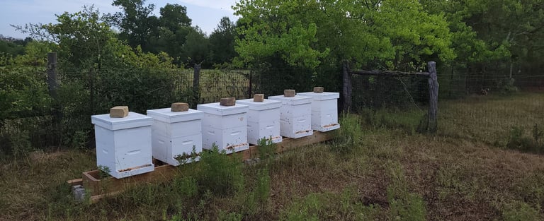 APIARY