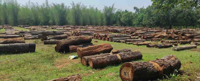 Processed Kino Wood Planks from India – Premium Hardwood Ready for Manufacturing and Export