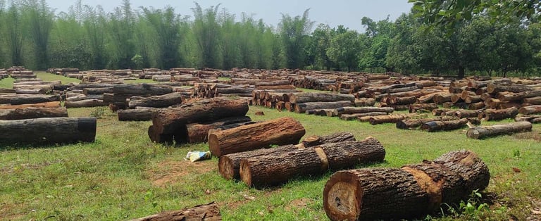 Processed Kino Wood Planks from India β Premium Hardwood Ready for Manufacturing and Export