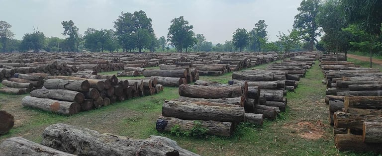 Massive Teak Timber Logs Stored in Warehouse – Indian Export Quality Wood