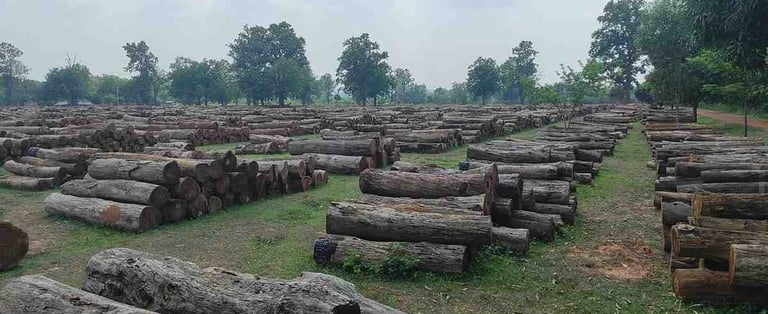Massive Teak Timber Logs Stored in Warehouse – Indian Export Quality Wood