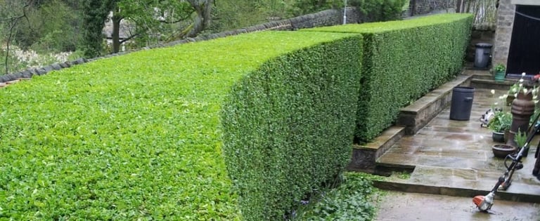 Hedge trimming service in County Durham keeping gardens neat and tidy