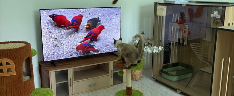 Cat perched on a tree watching birds on a large TV in the cat hotel