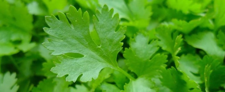 parsley