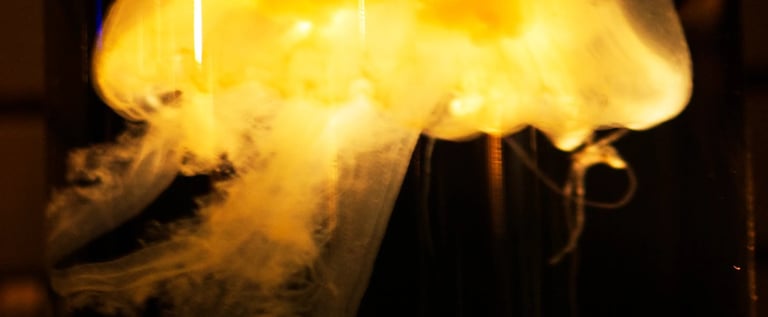 Una medusa iluminada de amarillo en un bocal, parte del ensayo, Aún estás aquí