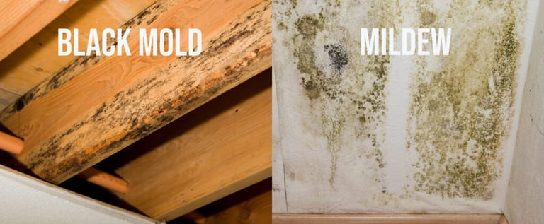Difference  between mold and mildew