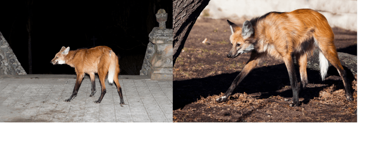 The Maned Wolf: Terrifying Yet Sweet?