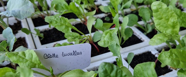 Plaque de semis avec plants de blettes et choux à la ferme gourmande