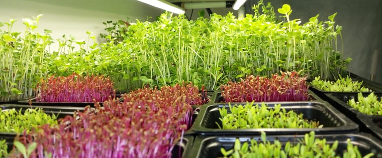 a picture of Early Greens microgreens nursery  produce