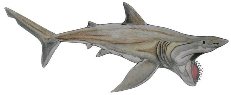 Requin préhistorique Hélicoprion