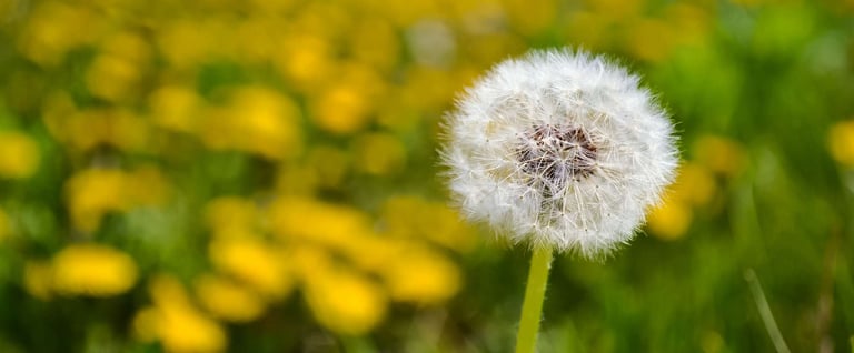 dandelion