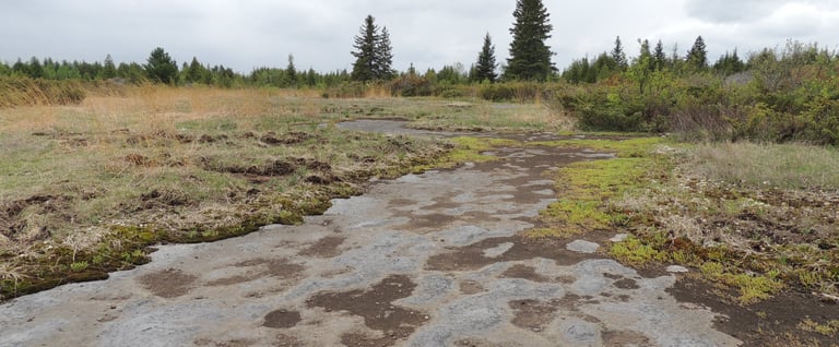 An open alvar documented in Ontario by Environmental Consultants at Aster Environmental.