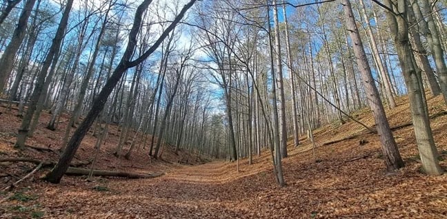 Spring forest survey undertaken as part of an NHE.