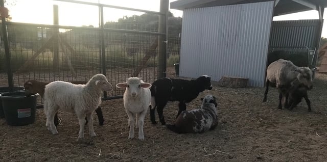 1 month old Navajo-churro lambs on a farm