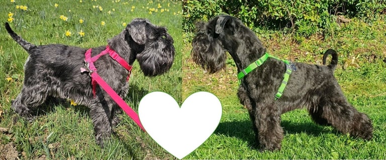 Reproducteurs Schnauzers miniatures