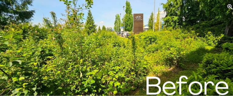 overgrown bushes and blackberries with a large sign in the background