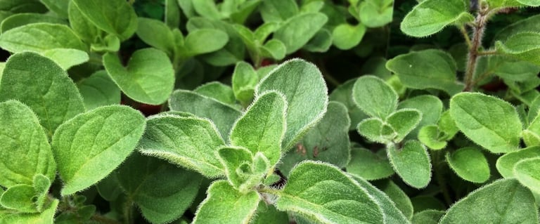 greek oregano