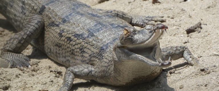 crocodile in the Bardiya jungle 