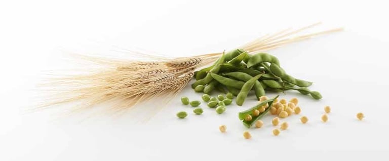 soy wheat pea