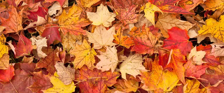 old leaves