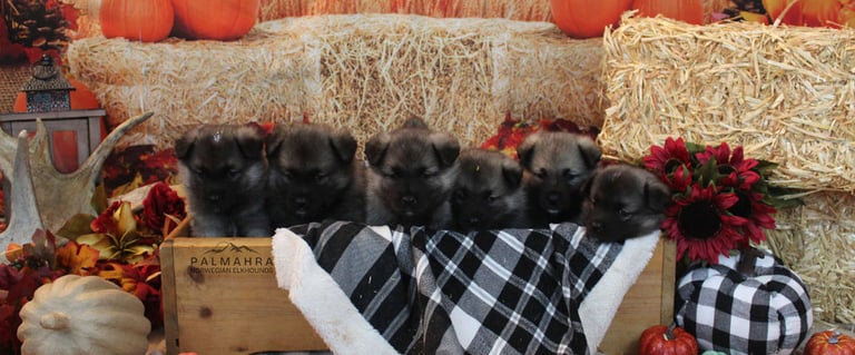 Litter of Norwegian Elkhound puppies