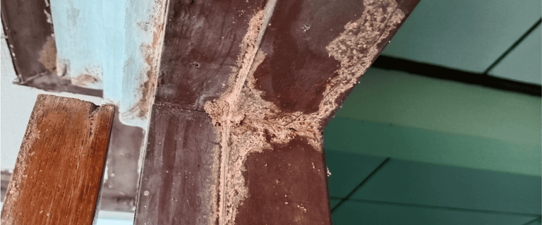 termite control services in hampton roads