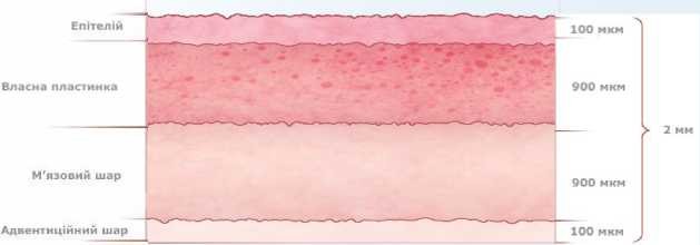 фото схема Вагінальний епітелій до менопаузи