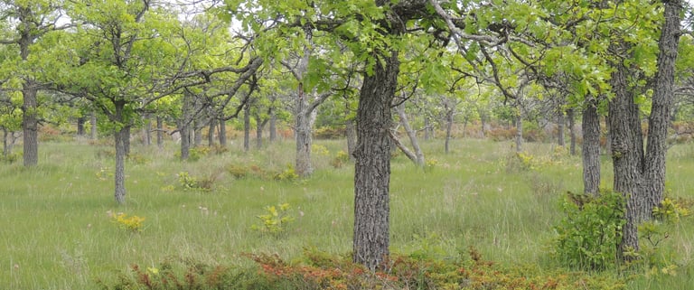 An Oak savannah documented in Ontario by Environmental Consultants at Aster Environmental.
