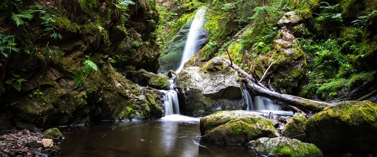 BLACK FOREST SERENITY