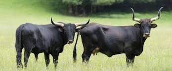 Aurochs, chasse, animaux sauvages