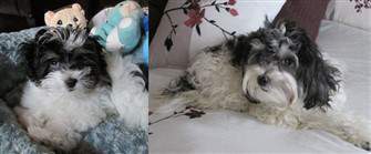maltipoo color change