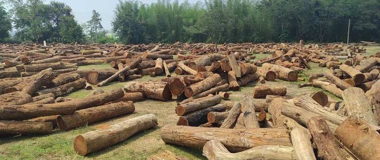 “Premium teak wood depot storage area with neatly stacked timber logs for export”