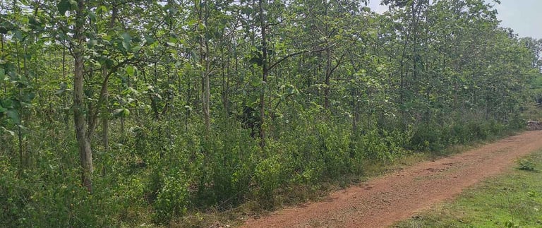 Dense Teak Wood Forest in India – Natural Source of Premium Timber and Hardwood