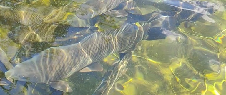 a group of fish in a pond with water