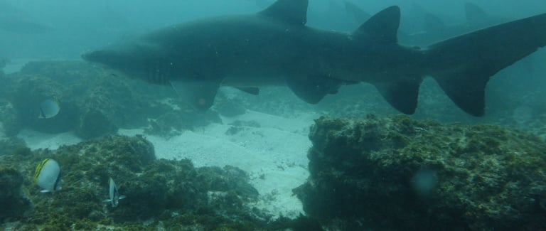 Ragged Tooth Shark,, Aliwal Shoal, Umkomaas, South Africa