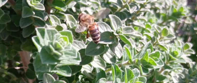 a bee on an oregano plant 2