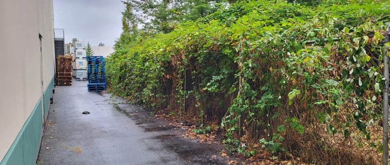 picture of an alley behind a large building with blackberries growing over a chainlink fence