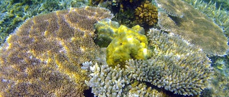 Swim with vibrant coral reefs and marine life on your Palawan expedition tour