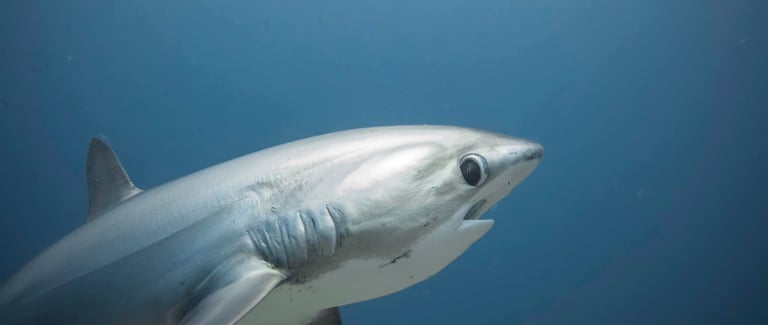 un requin renard tresher de coté nageant dans l''océan