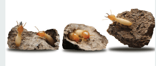 termites