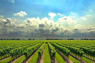 Vignoble du val de Loire autour de Bricabroc
