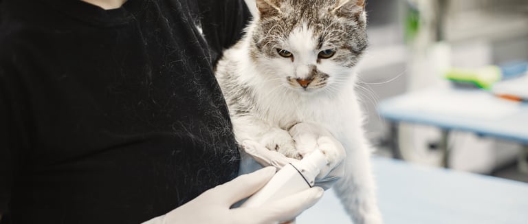 KumoVet: A Promising Option for Clinics