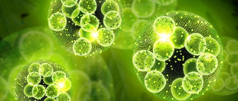 omega 3 oil powder, spirulina 