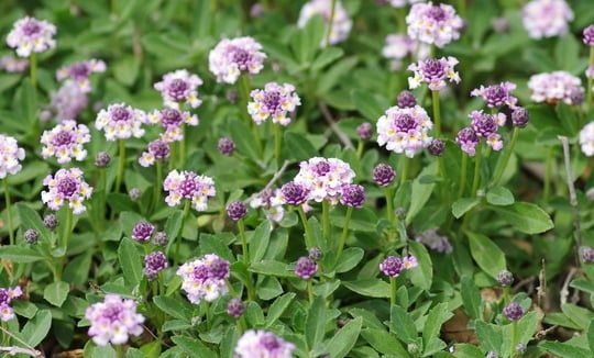 Lippia nodiflora - alternative au gazon