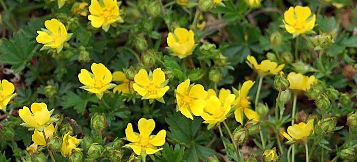 Potentilla verna