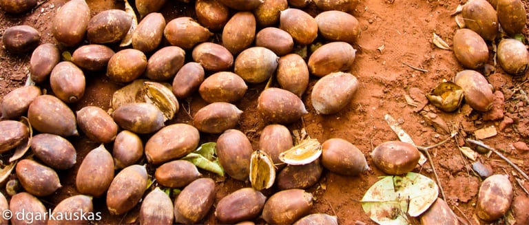 Fruits du palmier babassu