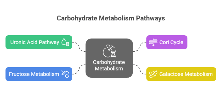 Other Pathways of carbohydrate metabolism