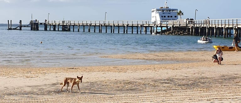 Kingfisher Bay Resort - Jetty